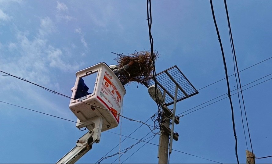 Sazlı’da leylekler yeni yuvasına kavuştu
