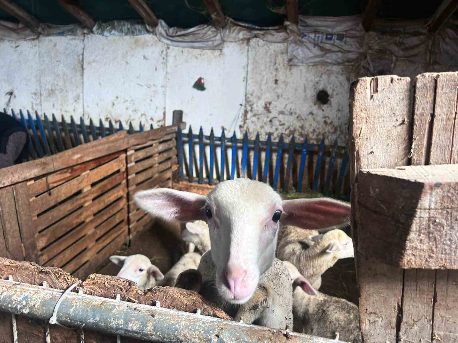 Şehir hayatını bırakıp üretime yöneldi: Kadın girişimci Fransız koyunlarıyla dikkat çekiyor
