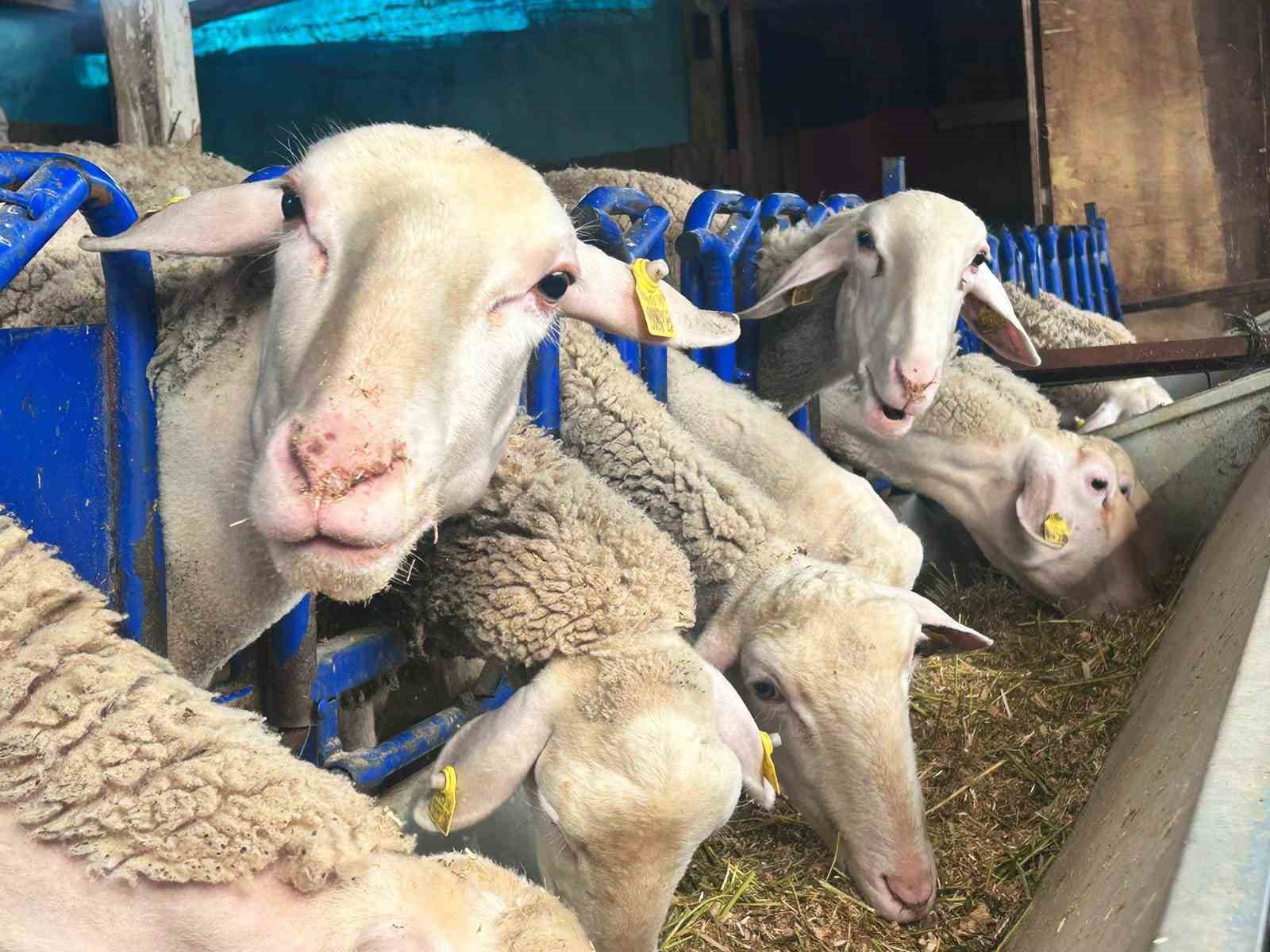 Şehir hayatını bırakıp üretime yöneldi: Kadın girişimci Fransız koyunlarıyla dikkat çekiyor
