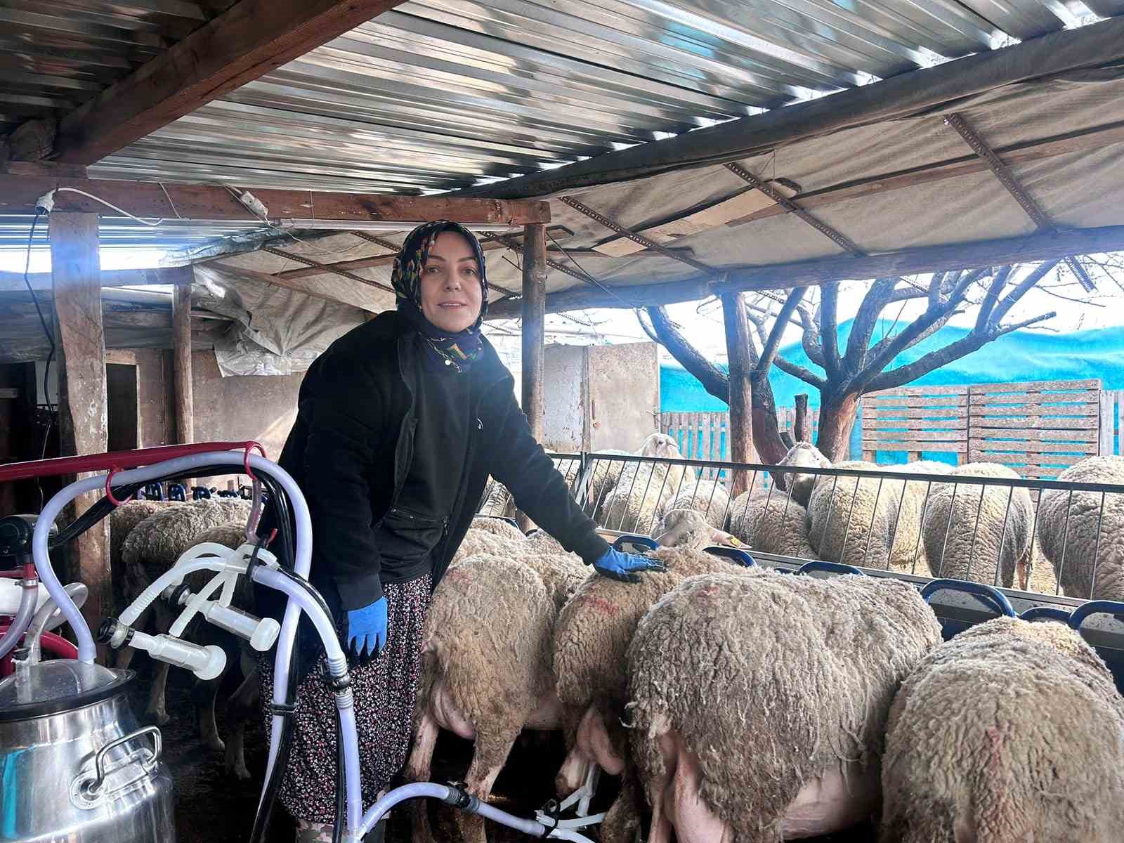 Şehir hayatını bırakıp üretime yöneldi: Kadın girişimci Fransız koyunlarıyla dikkat çekiyor
