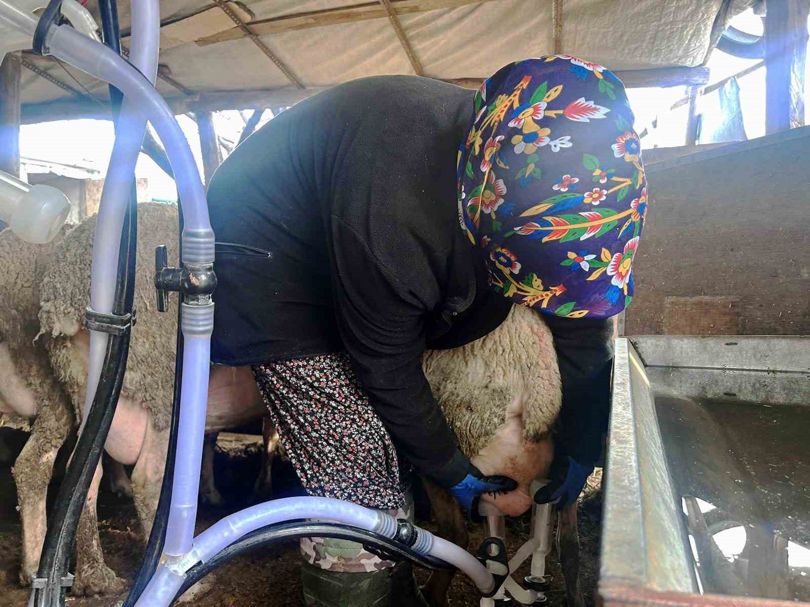 Şehir hayatını bırakıp üretime yöneldi: Kadın girişimci Fransız koyunlarıyla dikkat çekiyor
