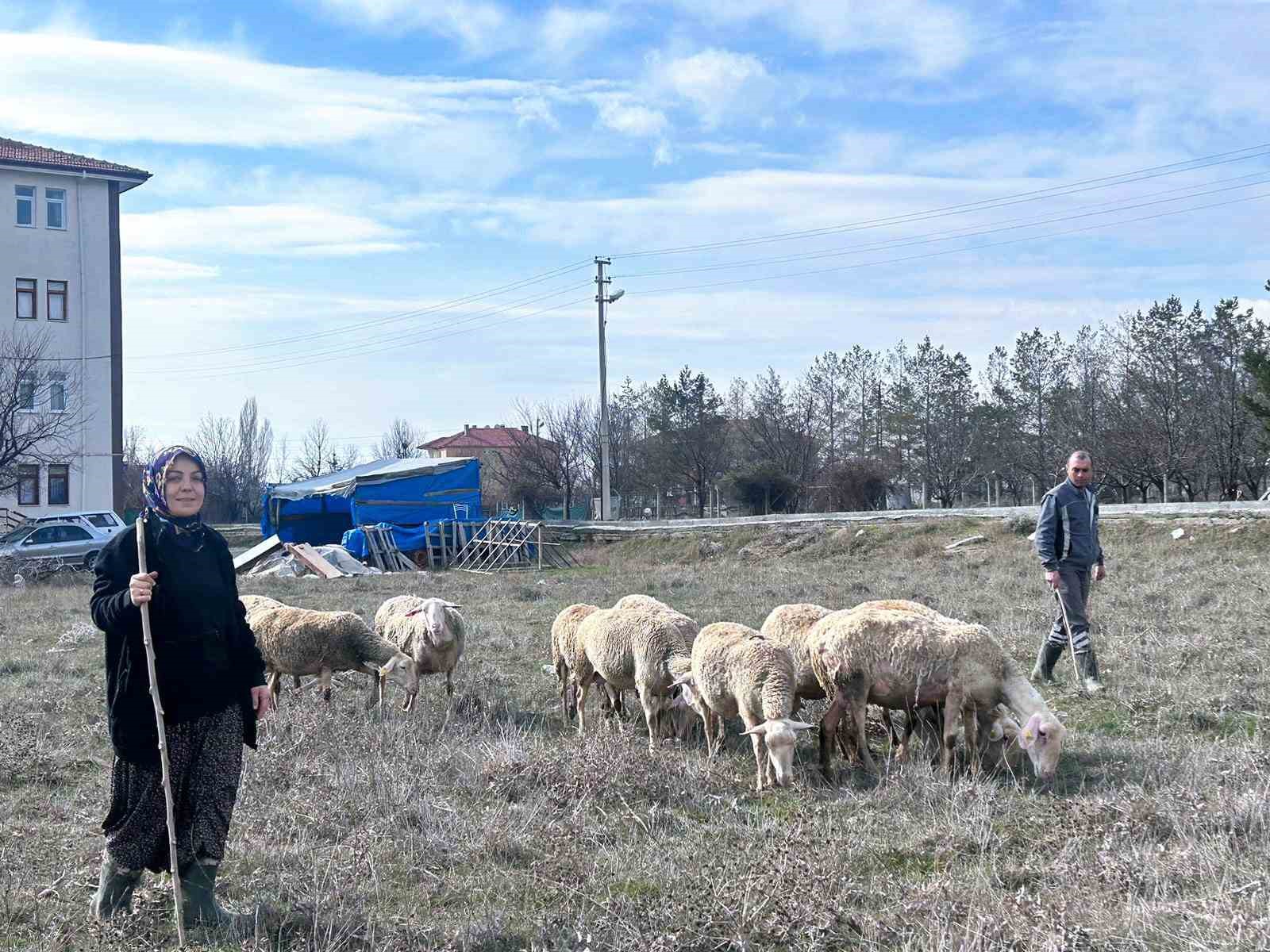 Şehir hayatını bırakıp üretime yöneldi: Kadın girişimci Fransız koyunlarıyla dikkat çekiyor
