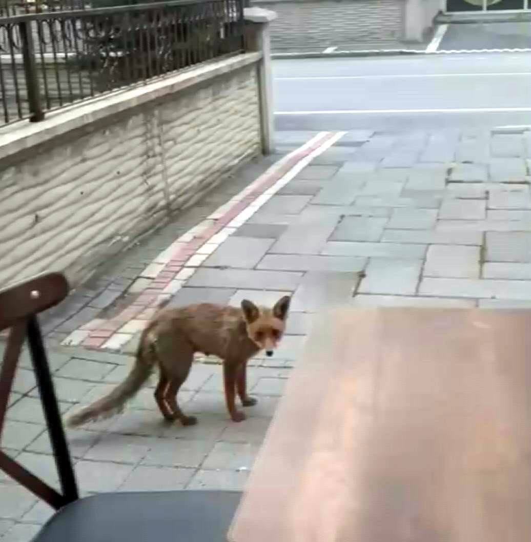 Şehir merkezine inen tilki kimseye aldırış etmeden karnını doyurdu
