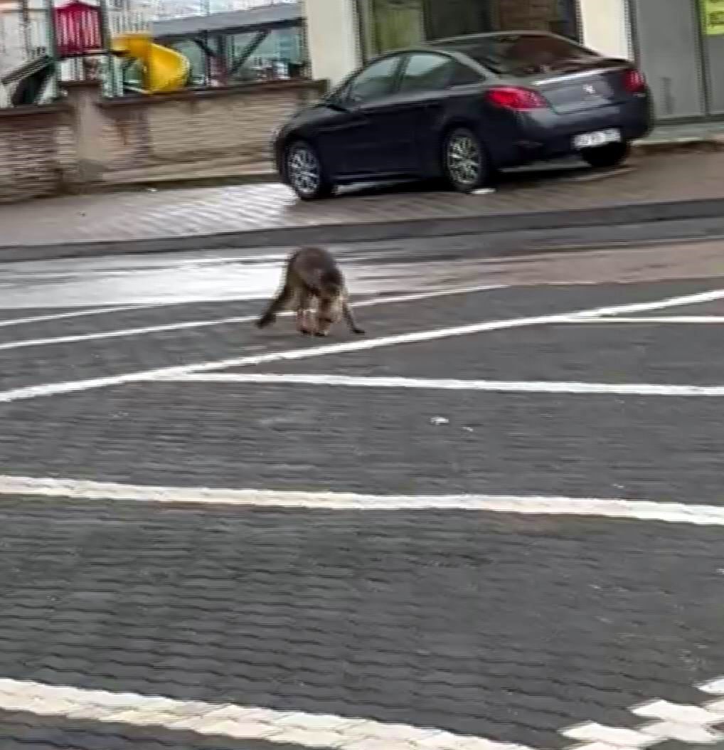 Şehir merkezine inen tilki kimseye aldırış etmeden karnını doyurdu
