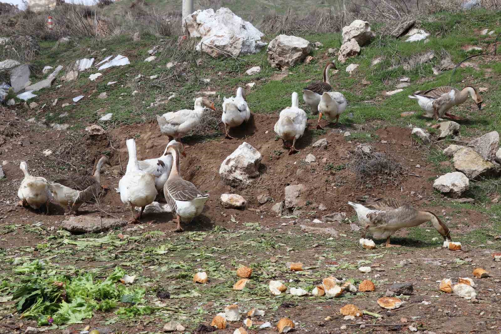 Şehirde renkli görüntüler oluşturan firari kazlar, yuvalarında görüntülendi

