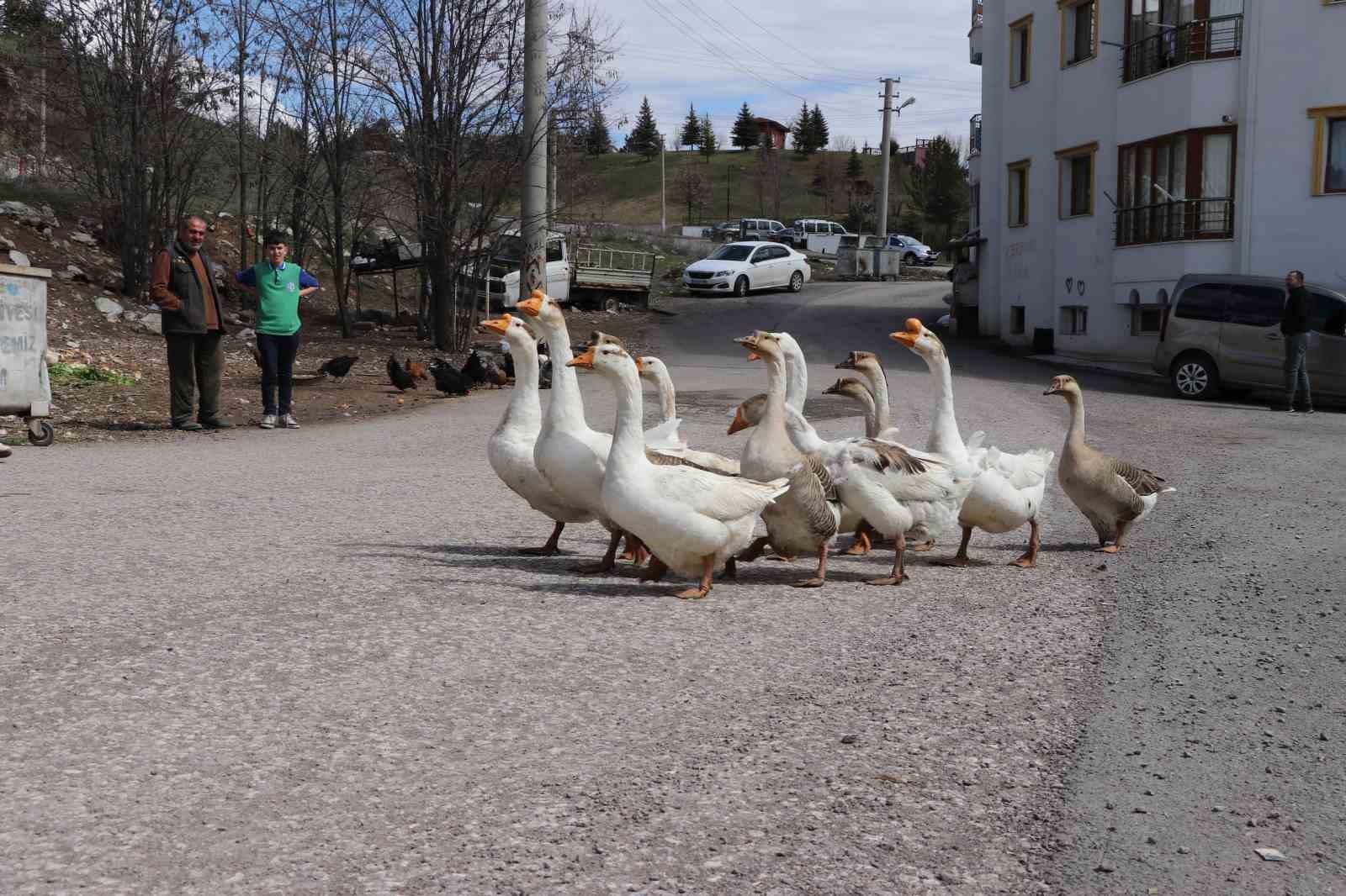 Şehirde renkli görüntüler oluşturan firari kazlar, yuvalarında görüntülendi
