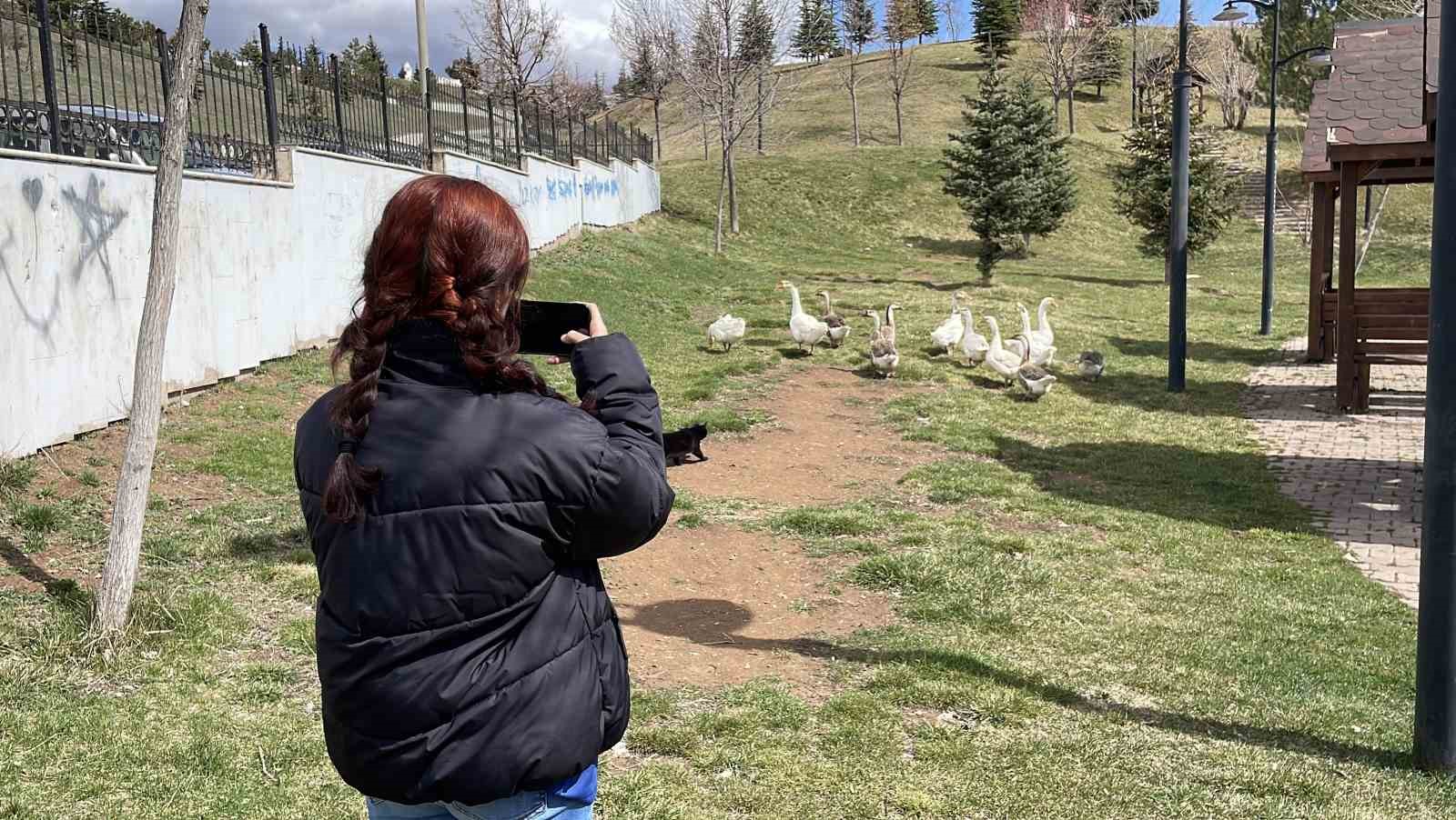 Şehirde renkli görüntüler oluşturan firari kazlar, yuvalarında görüntülendi
