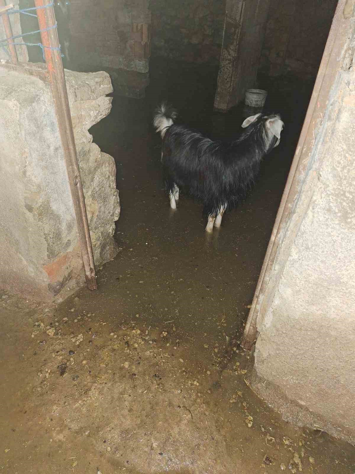 Sel ahırı bastı, 12 keçi ekipler tarafından kurtarıldı
