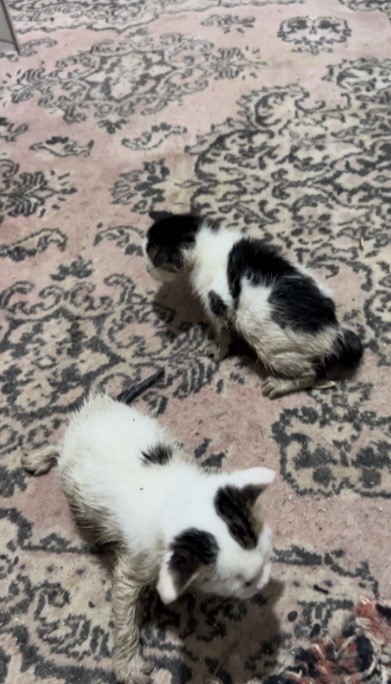 Sel sularında mahsur kalan anne kedi ve yavrularını esnaf kurtardı
