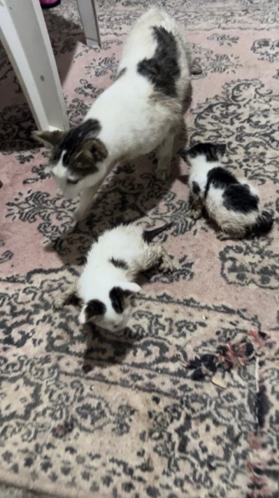 Sel sularında mahsur kalan anne kedi ve yavrularını esnaf kurtardı

