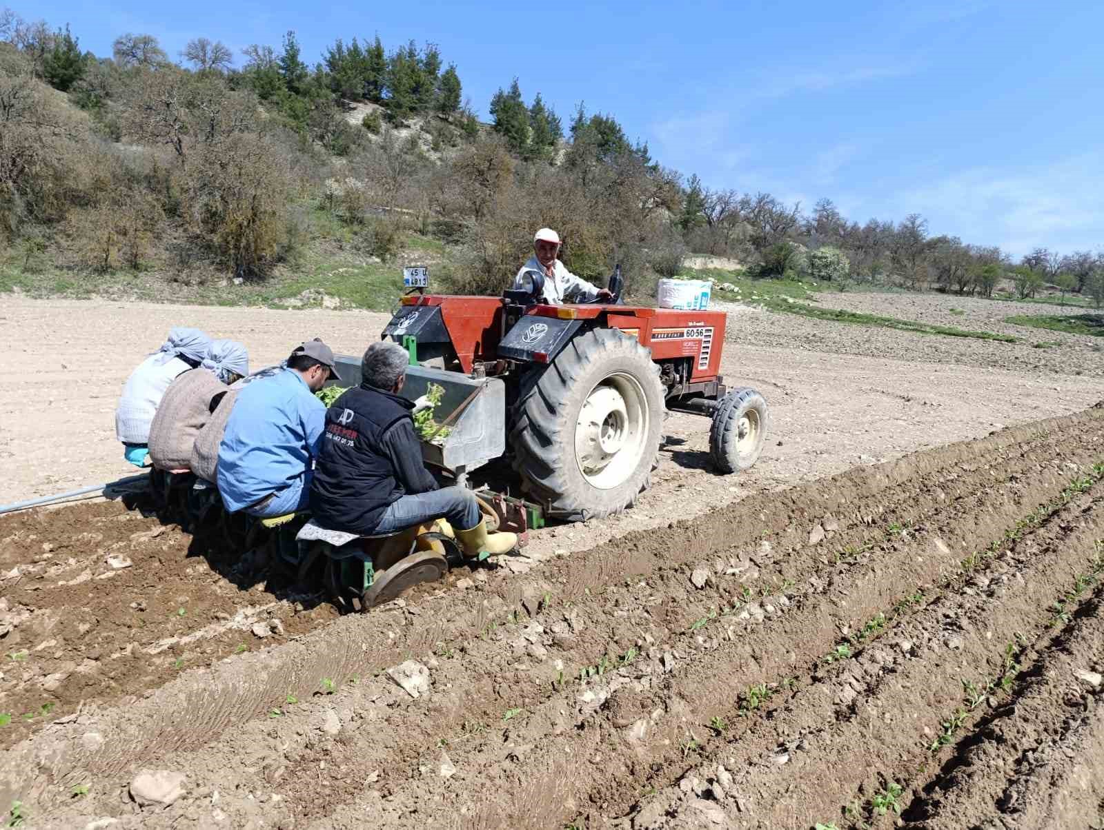 Selendi’de tütün mesaisi başladı
