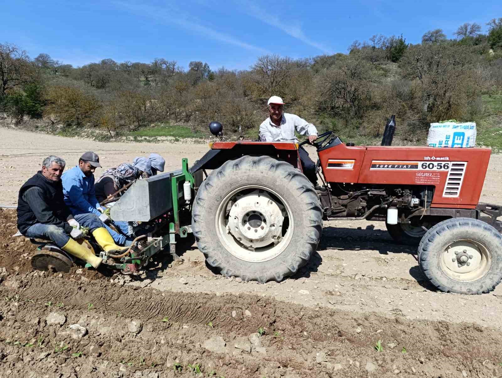 Selendi’de tütün mesaisi başladı

