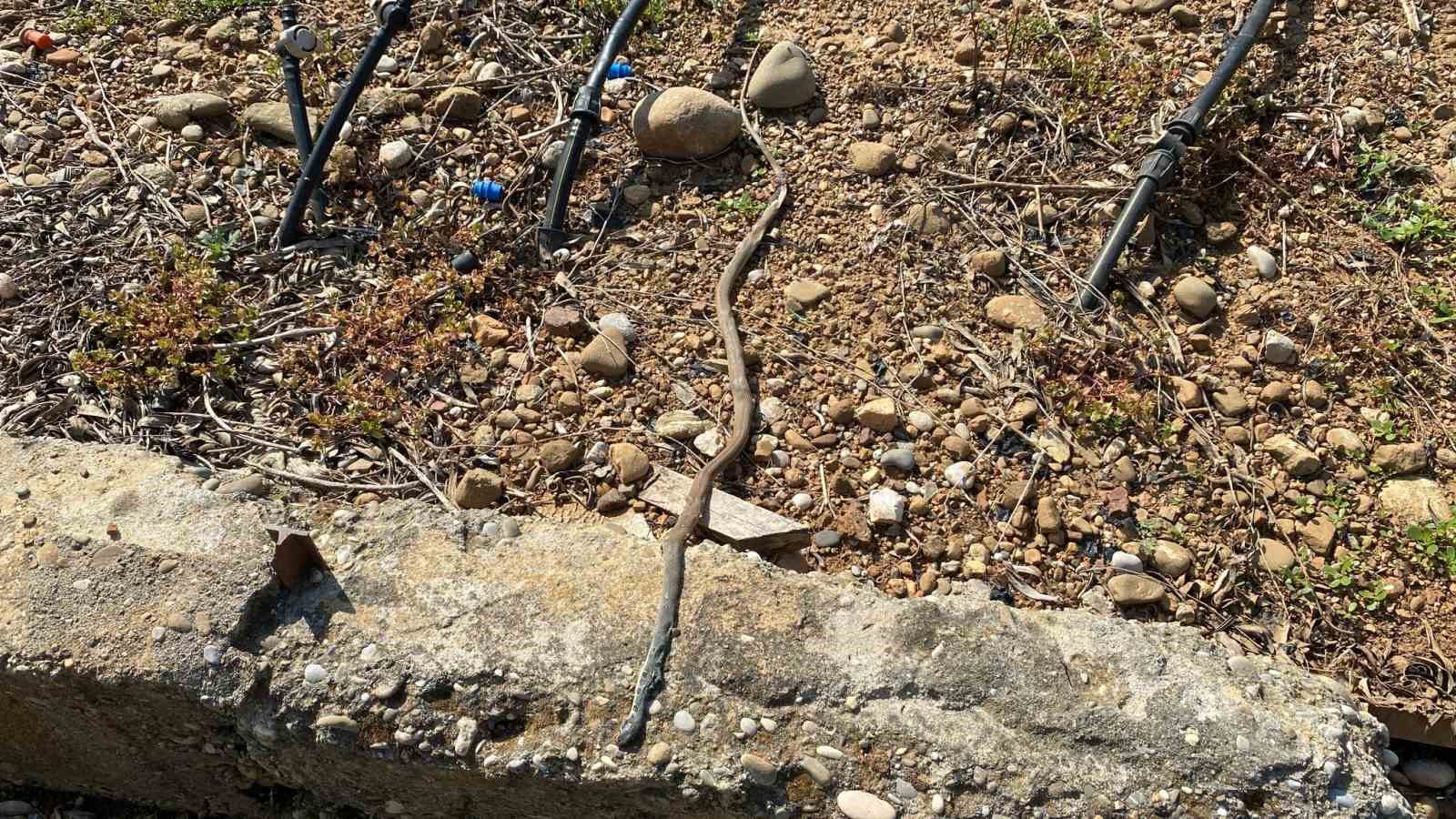 Serada karpuz toplarken yılanla burun buruna geldi
