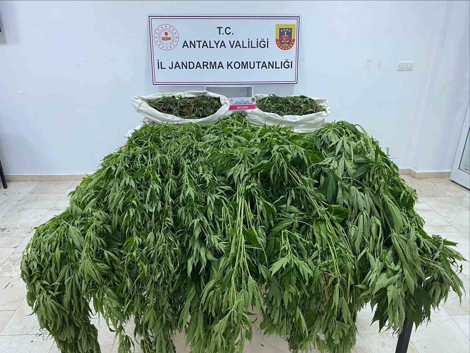 Serayı uyuşturucu tarlasına çevirmiş
