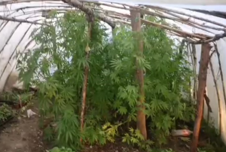 Serayı uyuşturucu tarlasına çevirmiş
