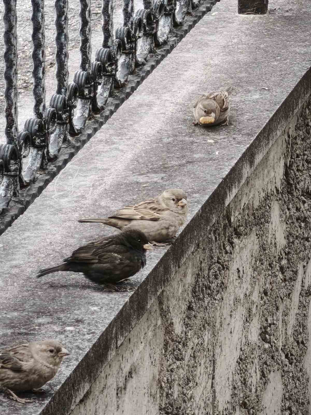 Serçe sürüsünün arasında gördüler, ismini ’Kömür’ koydular

