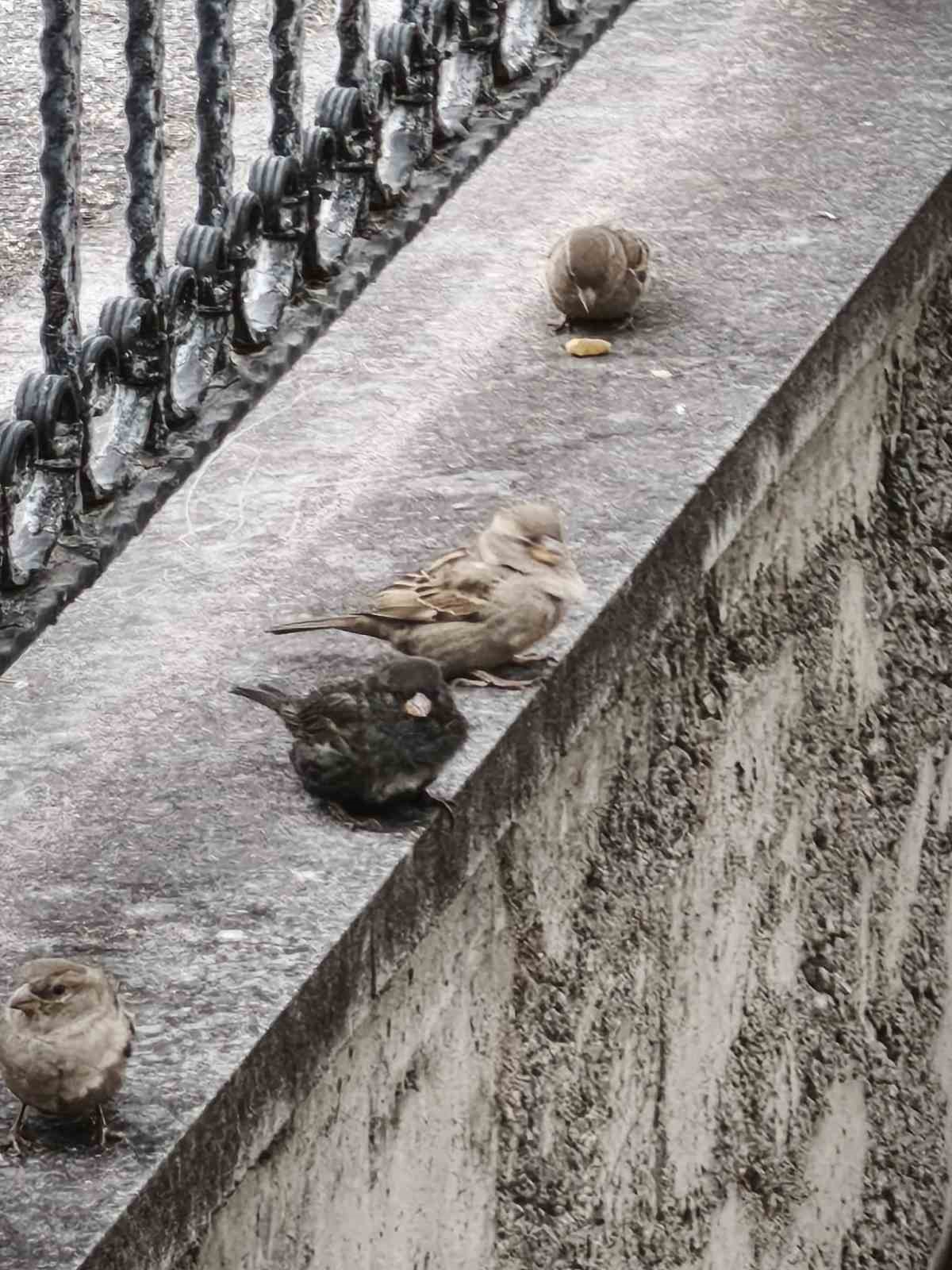Serçe sürüsünün arasında gördüler, ismini ’Kömür’ koydular
