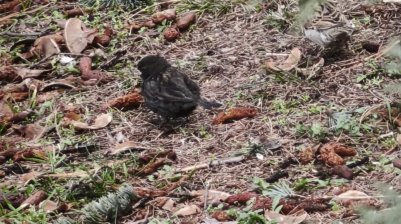 Serçe sürüsünün arasında gördüler, ismini ’Kömür’ koydular
