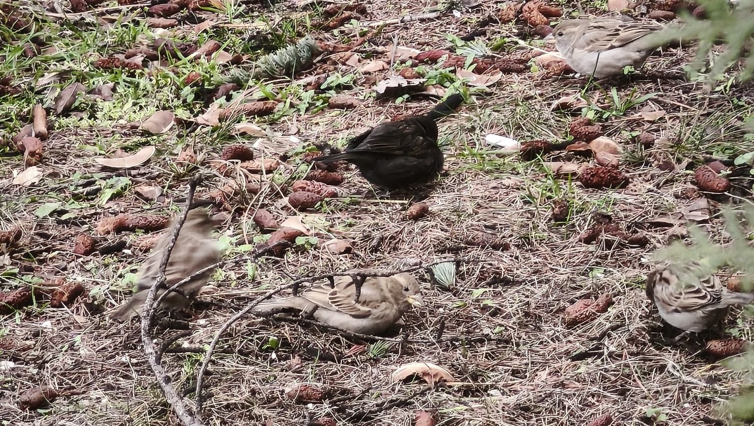 Serçe sürüsünün arasında gördüler, ismini ’Kömür’ koydular
