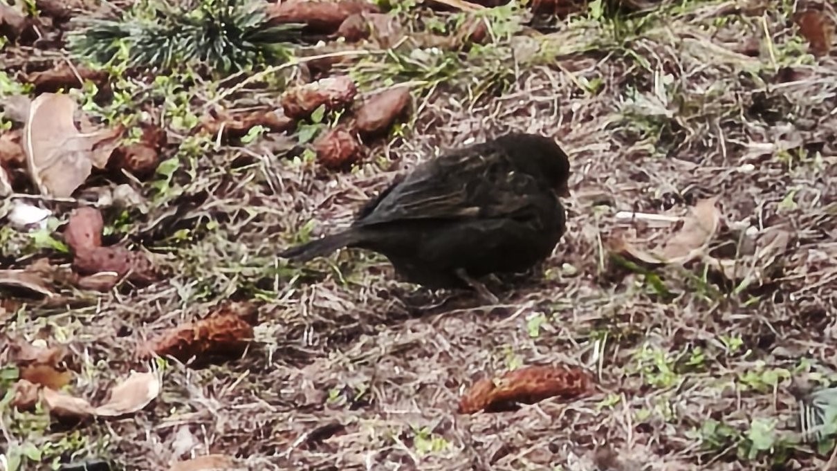 Serçe sürüsünün arasında gördüler, ismini ’Kömür’ koydular
