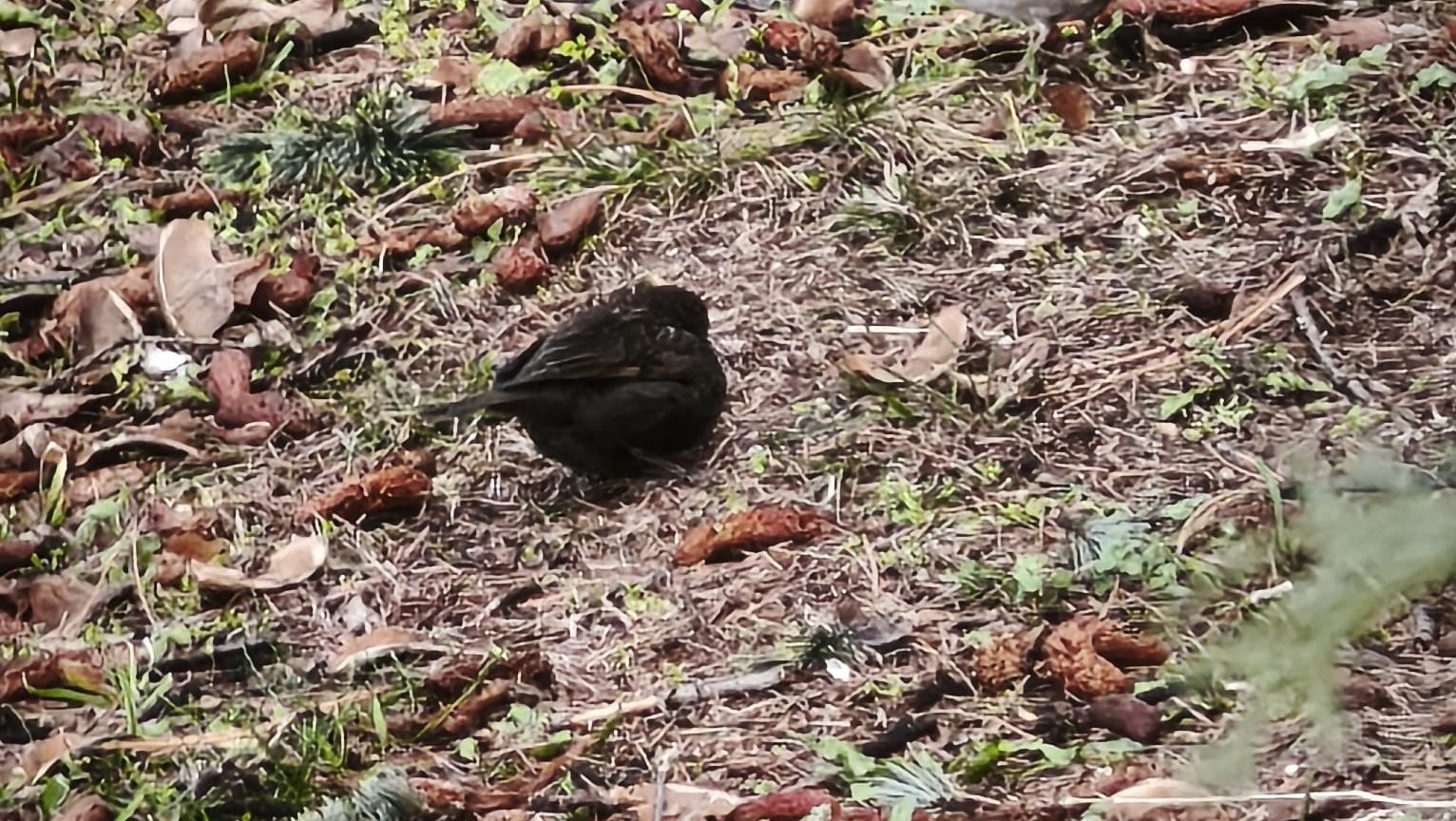 Serçe sürüsünün arasında gördüler, ismini ’Kömür’ koydular
