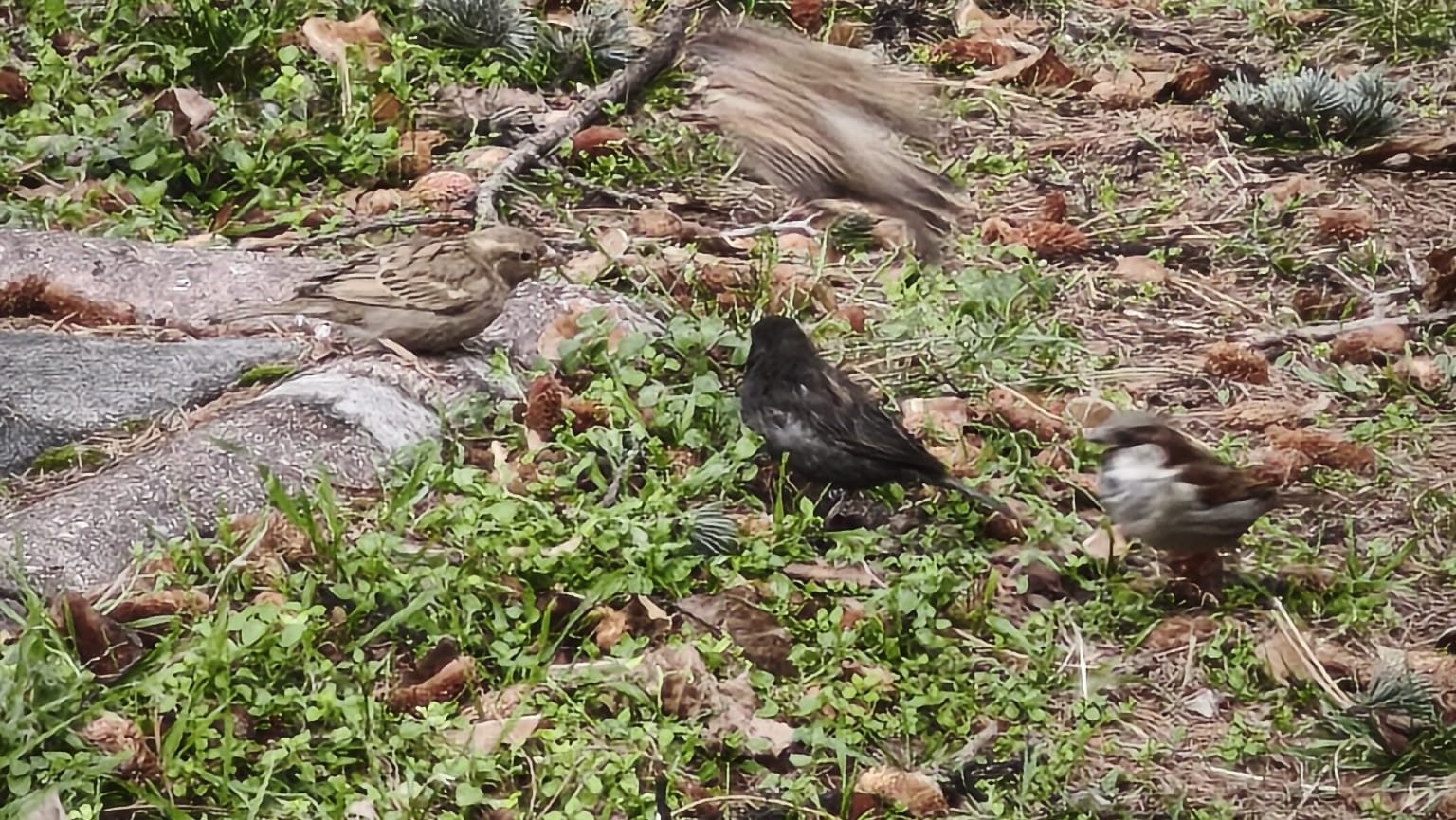 Serçe sürüsünün arasında gördüler, ismini ’Kömür’ koydular
