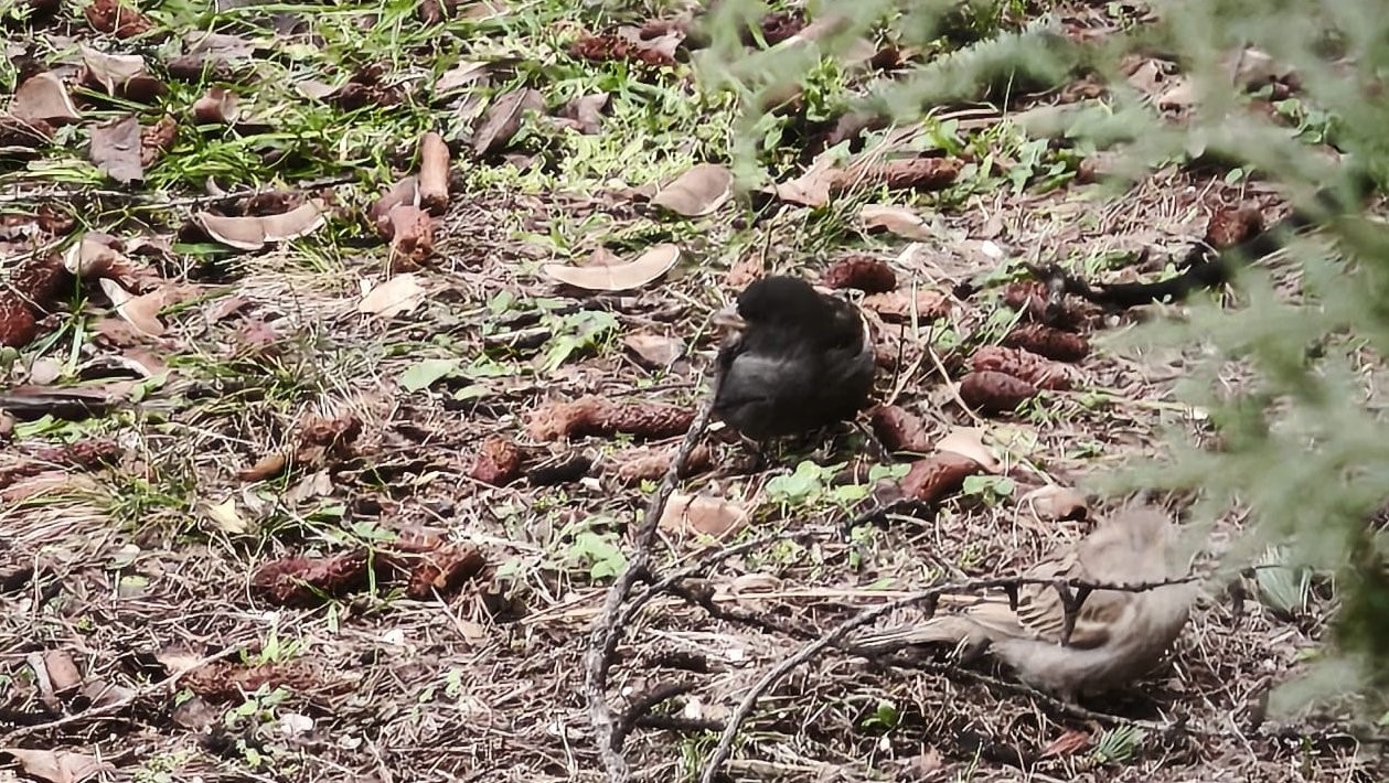 Serçe sürüsünün arasında gördüler, ismini ’Kömür’ koydular
