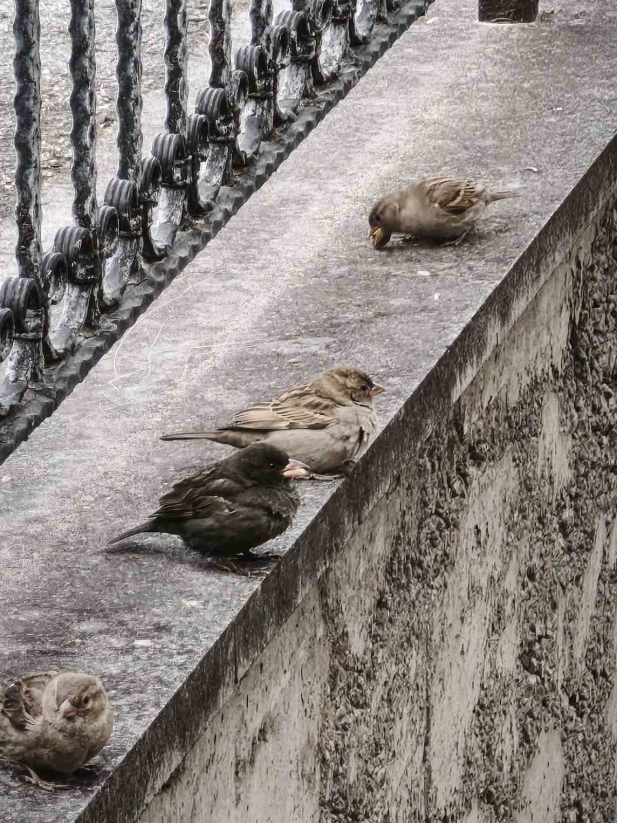 Serçe sürüsünün arasında gördüler, ismini ’Kömür’ koydular
