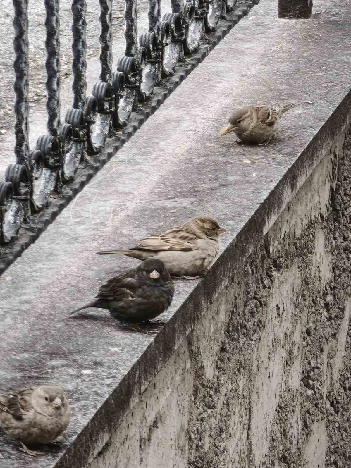 Serçe sürüsünün arasında gördüler, ismini ’Kömür’ koydular
