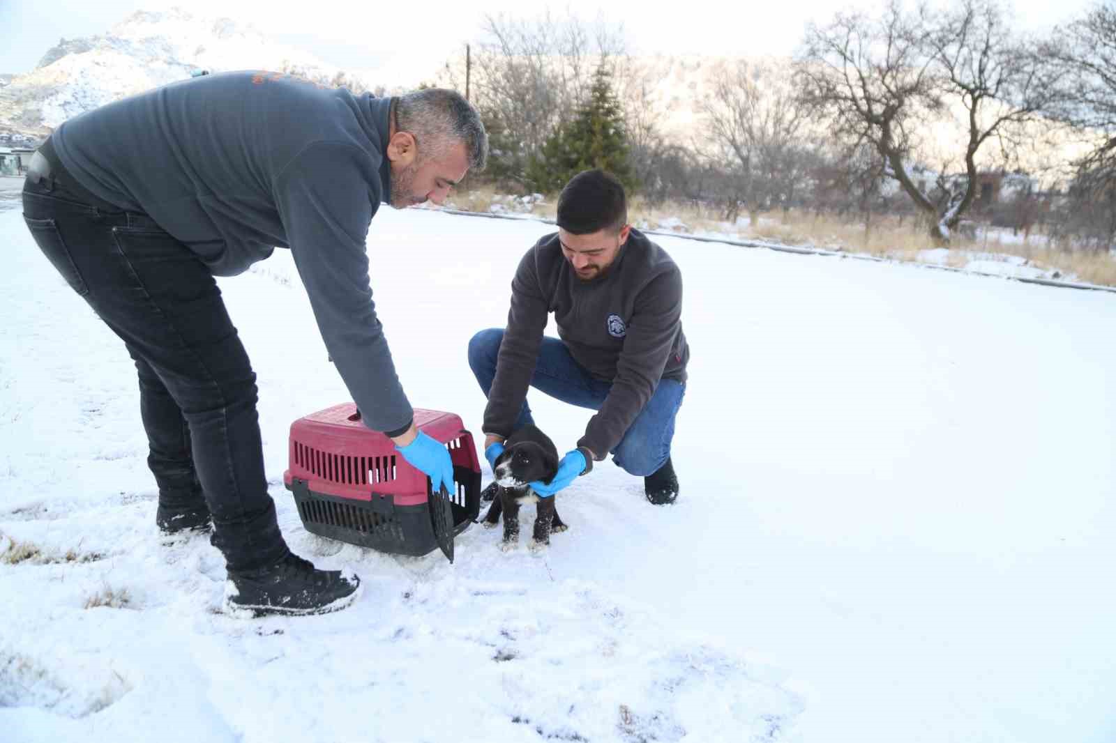 Sevimli Dost ambulansı, binlerce sokak hayvanının yardımına koştu

