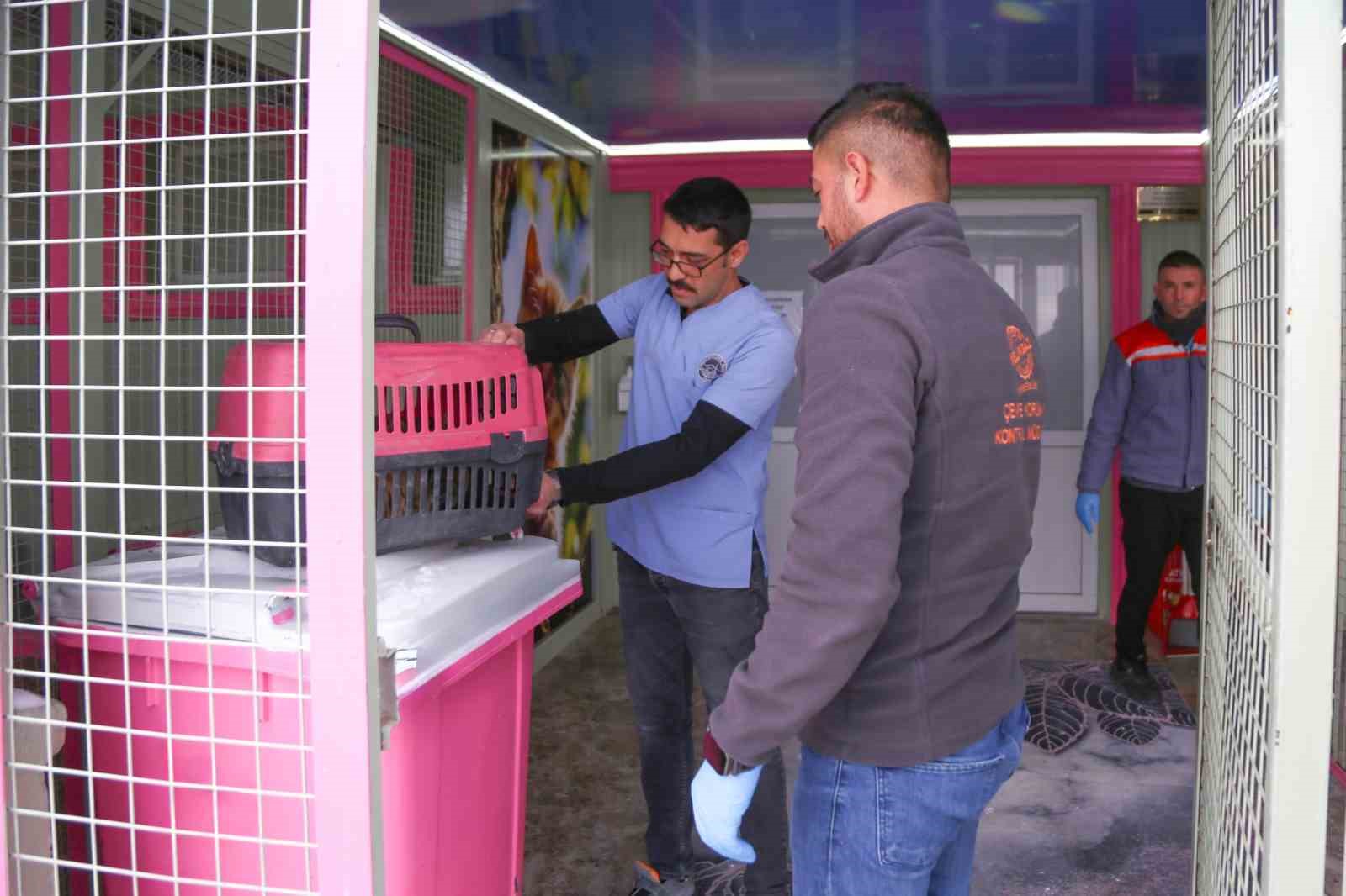 Sevimli Dost ambulansı, binlerce sokak hayvanının yardımına koştu
