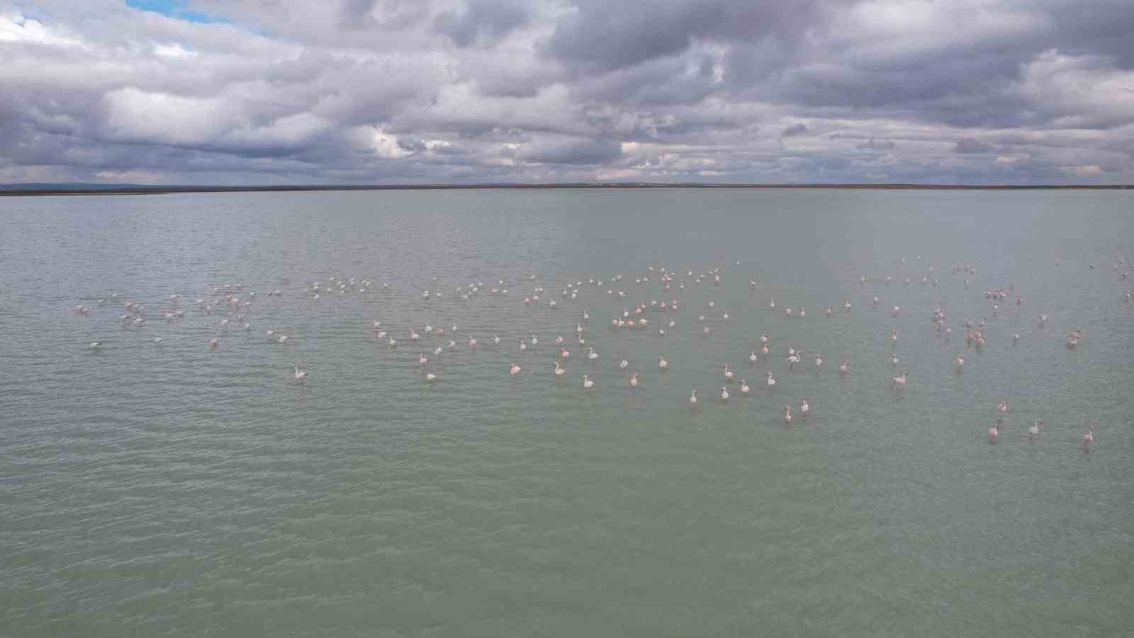 Seyfe Gölü’nde flamingo cümbüşü havadan görüntülendi
