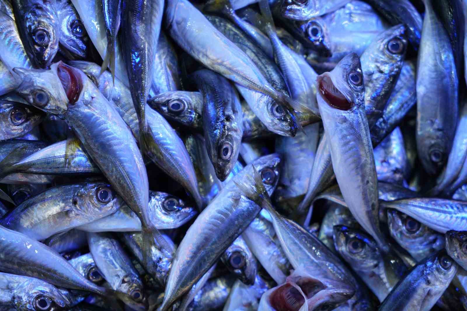 Sezonun sonuna gelinirken istavritin kilosu 70 TL’ye düştü
Sezonun sonuna gelinirken istavritin kilosu 70 TL’ye düştü