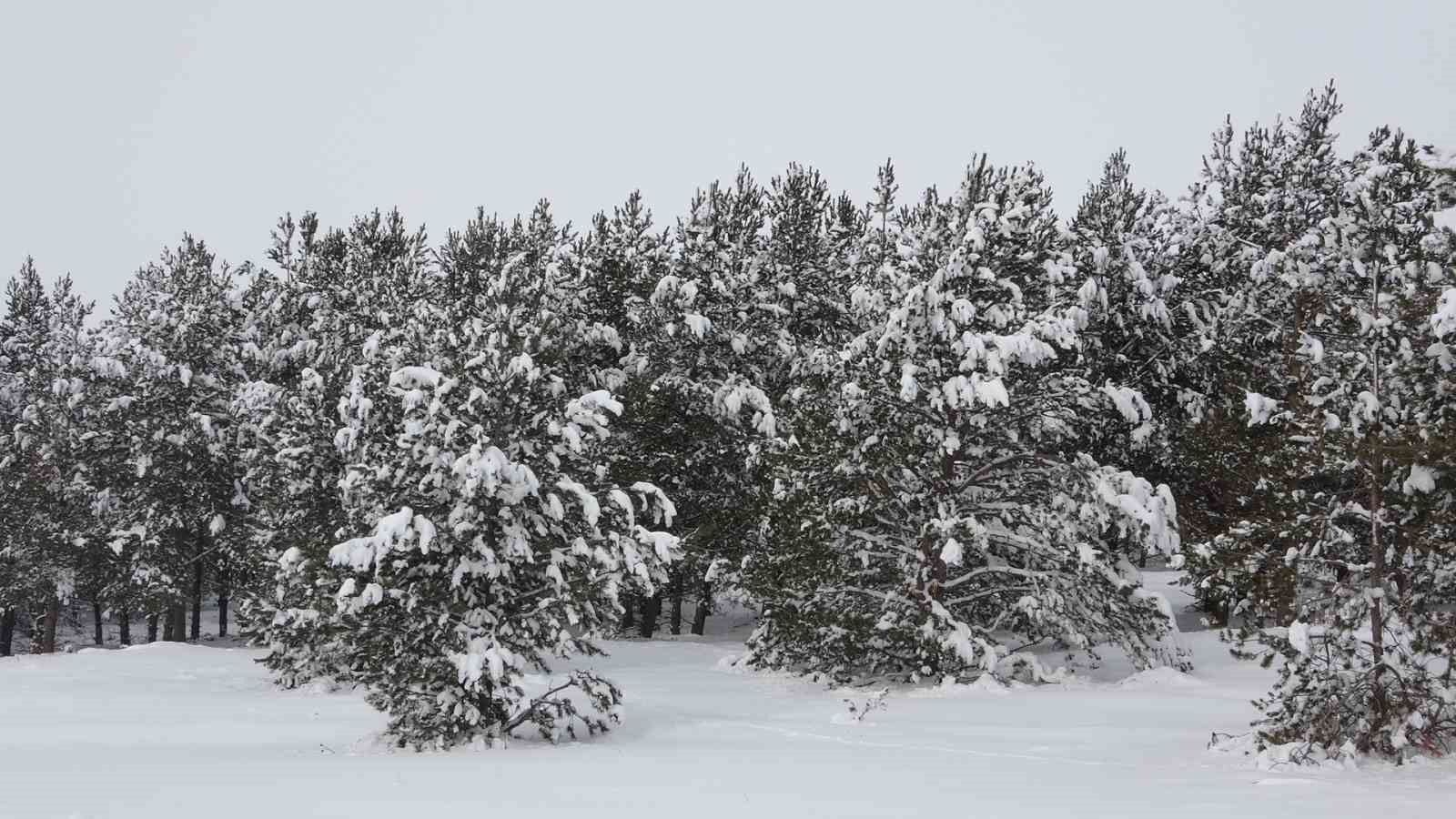 Sibirya soğukları hayatı olumsuz etkiliyor
