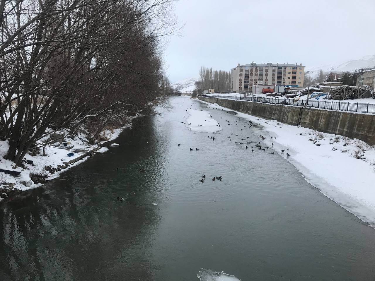 Sibirya’dan göç eden yeşilbaşlı ördekler Çoruh Nehri’ni mesken tuttu
