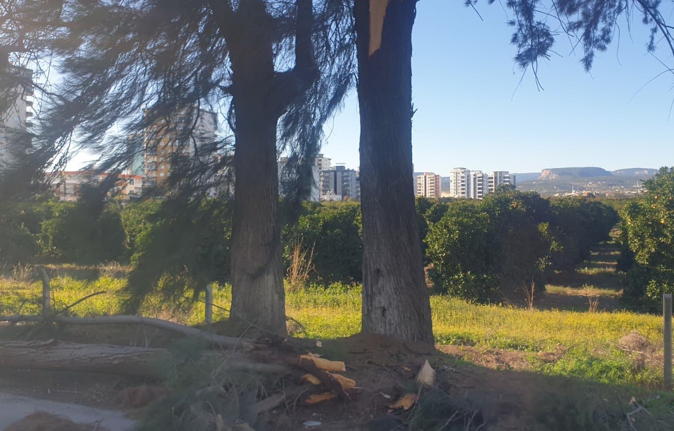 Şiddetli rüzgarda kırılan ağaç yola devrildi
