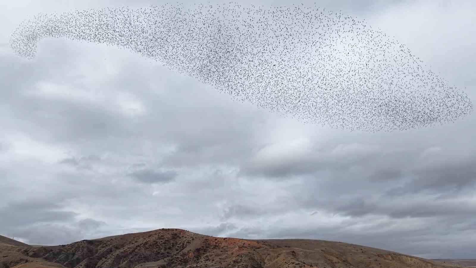 Sığırcık kuşlarından görsel şölen
