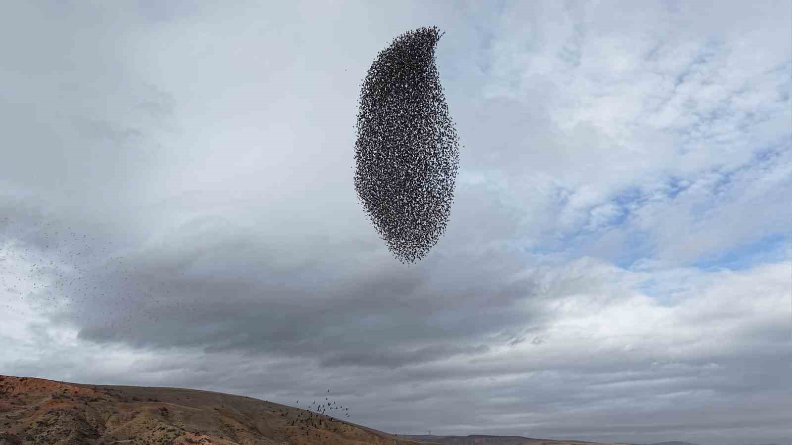 Sığırcık kuşlarından görsel şölen
