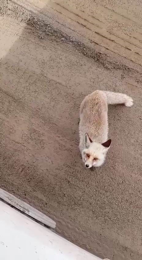 Siirt’te aç kalan tilki işçilerin yanına geldi
