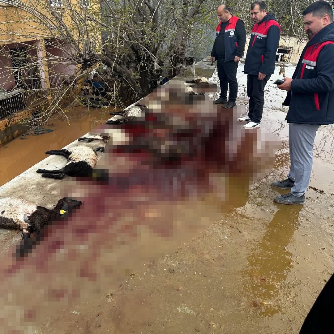 Siirt’te araçlar sel sularında kayboldu, onlarca hayvan telef oldu
