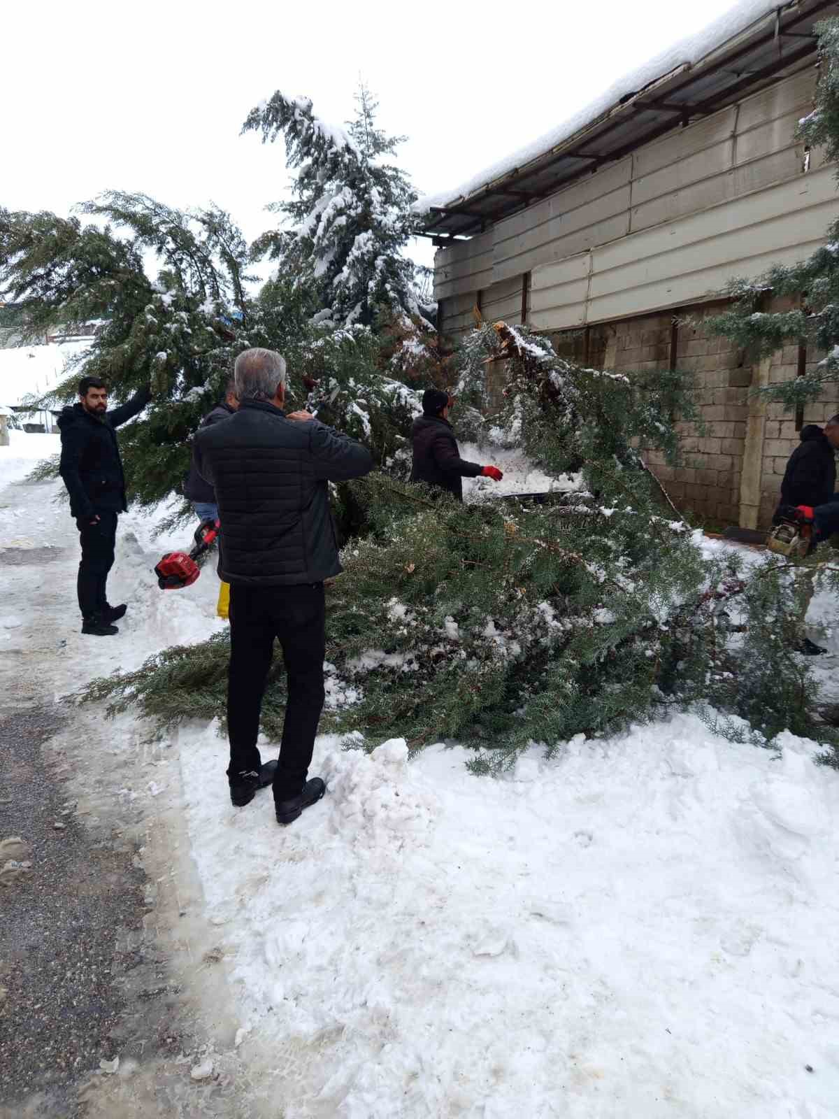 Siirt’te karın ağırlığına dayanamayan çam ağacı otomobilin üzerine devrildi
