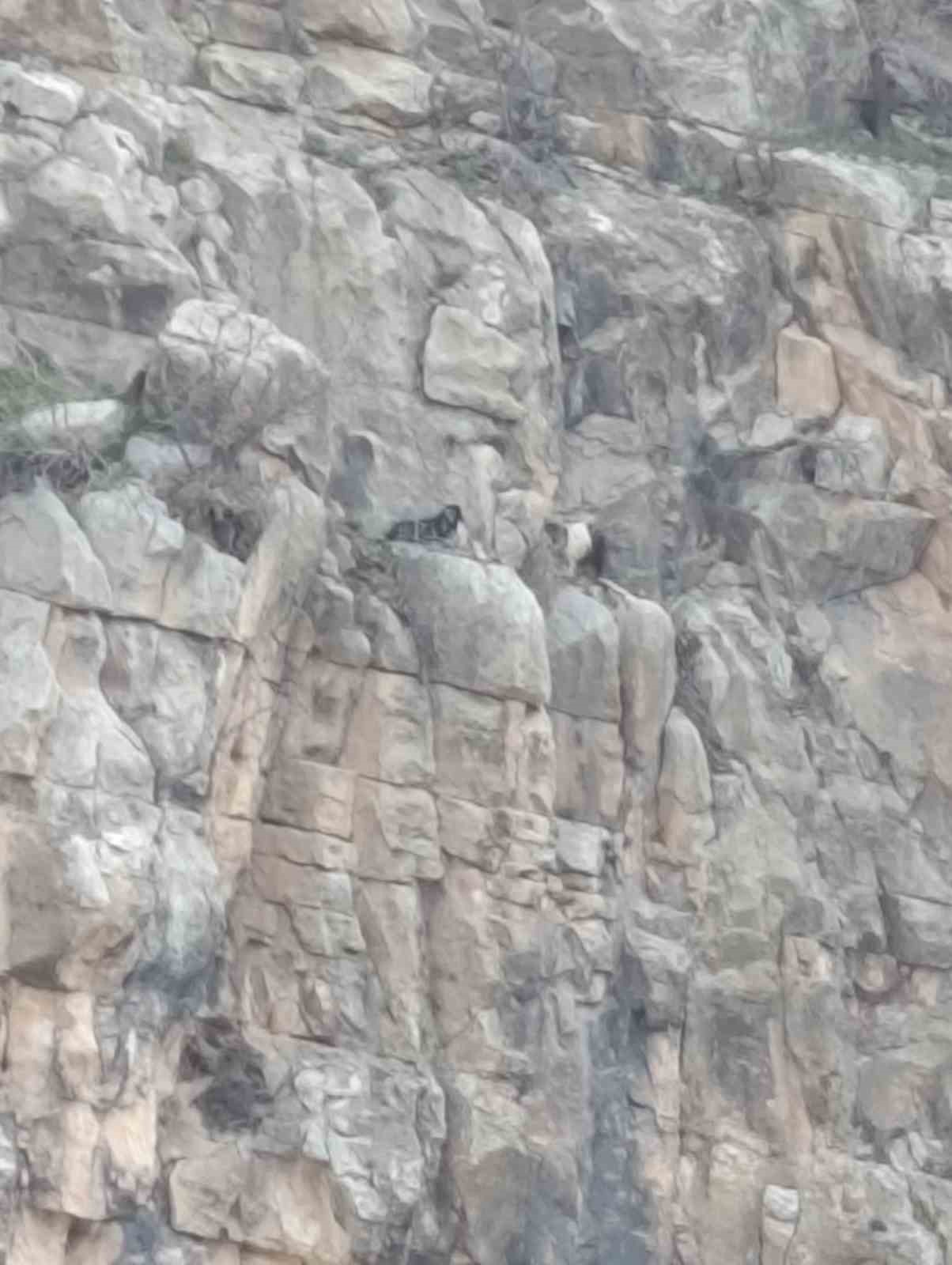 Siirt’te kayalıklarda 4 gündür mahsur kalan 2 keçi kurtarıldı
