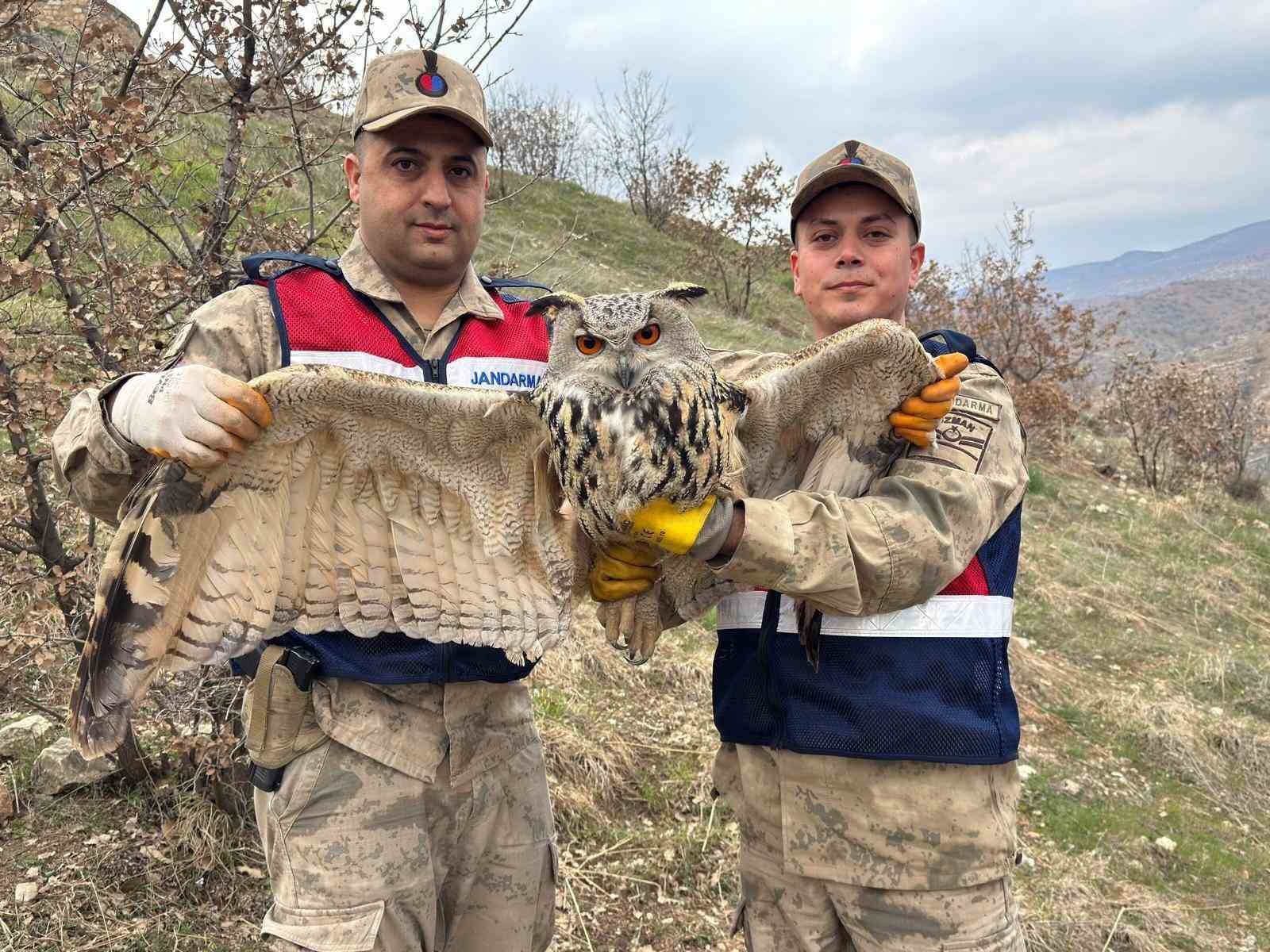 Siirt’te nesli tehlike altındaki kulaklı baykuş koruma altına alındı

