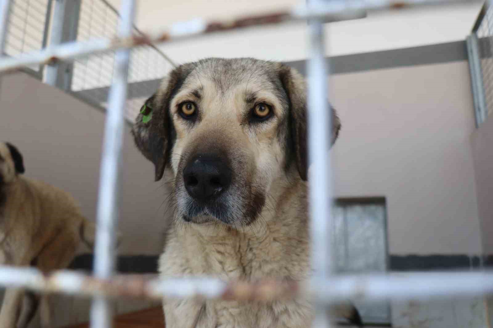Şikayetler 100’den 20’ye indi: Başiskele’de sokak hayvanı şikayetleri büyük oranda düştü
