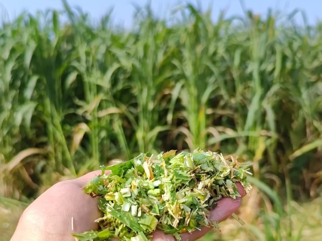 Silajlık mısıra alternatif olan sorgum otu üreticilere dağıtıldı
