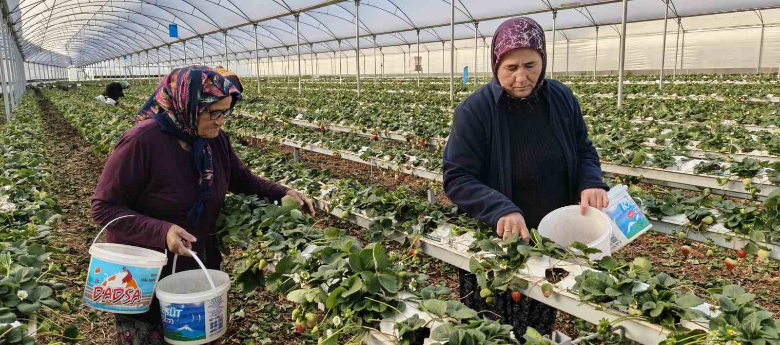 Silifke’de örtü altı çilekte bahar hasadı: Kilosu 140 ile 160 TL arasında
