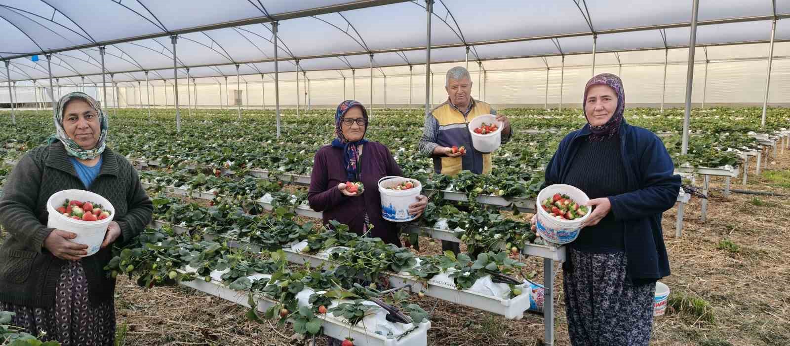 Silifke’de örtü altı çilekte bahar hasadı: Kilosu 140 ile 160 TL arasında

