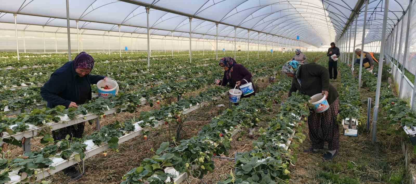 Silifke’de örtü altı çilekte bahar hasadı: Kilosu 140 ile 160 TL arasında
