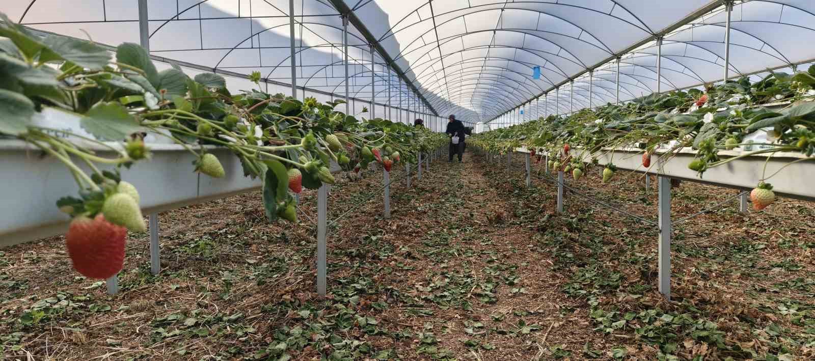 Silifke’de örtü altı çilekte bahar hasadı: Kilosu 140 ile 160 TL arasında
