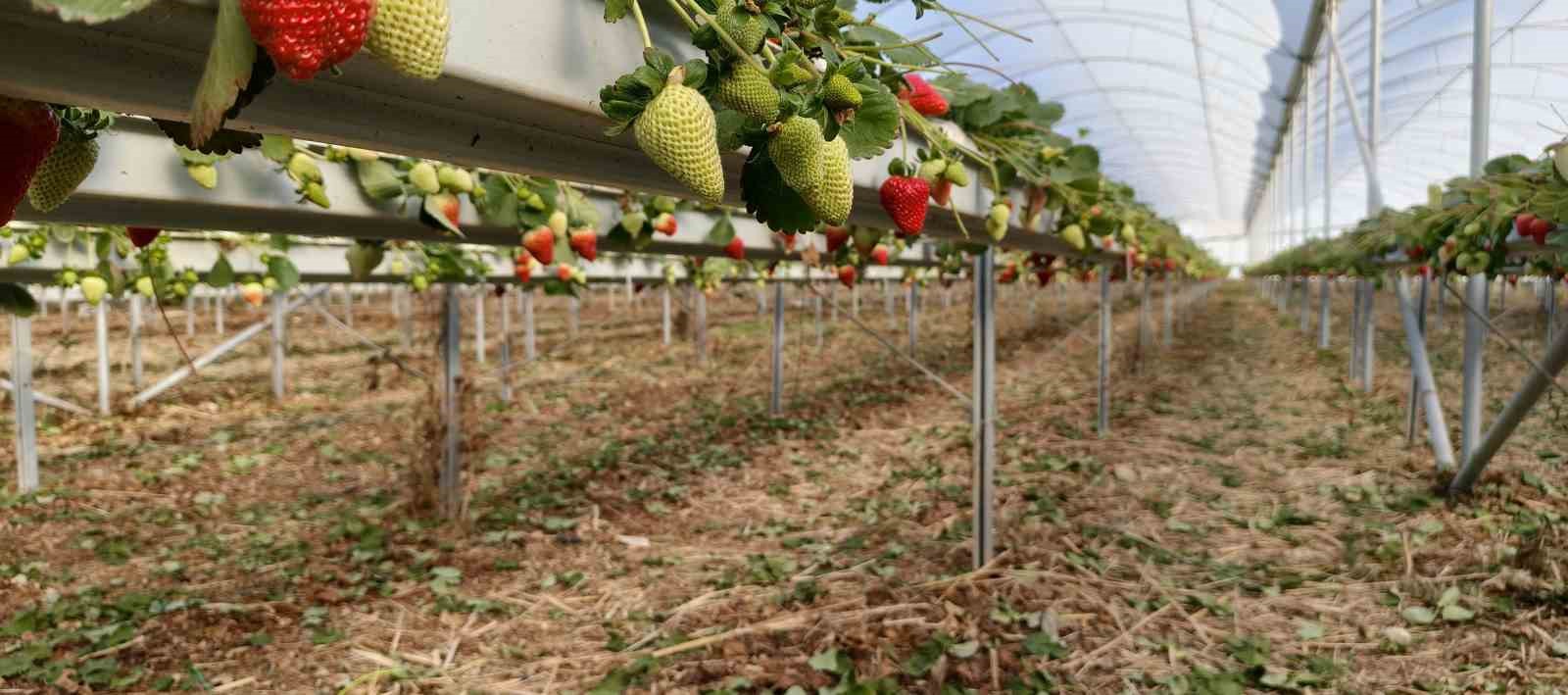 Silifke’de örtü altı çilekte bahar hasadı: Kilosu 140 ile 160 TL arasında
